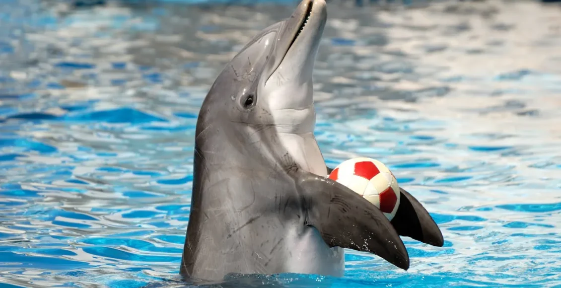 نمایش هنری دلفین‌ها در دبی که با دیدنش شگفت زده می‌شوید