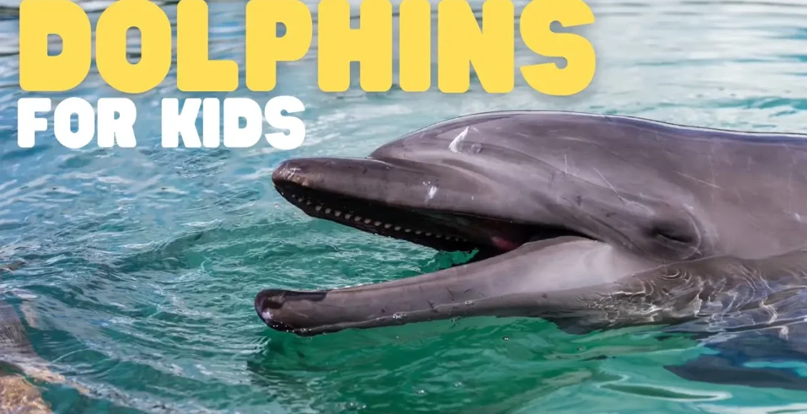 همه چیز را راجب دلفین‌های فوق‌العاده باهوش بیاموزید