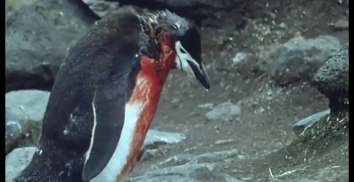پنگوئن فداکار که خود را به خطر می اندازد تا دوستش نجات پیدا کند