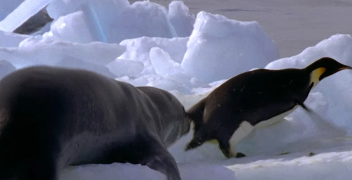پنگوئن کند که نمی تواند فرار کند و توسط فک دریایی کشته می شود