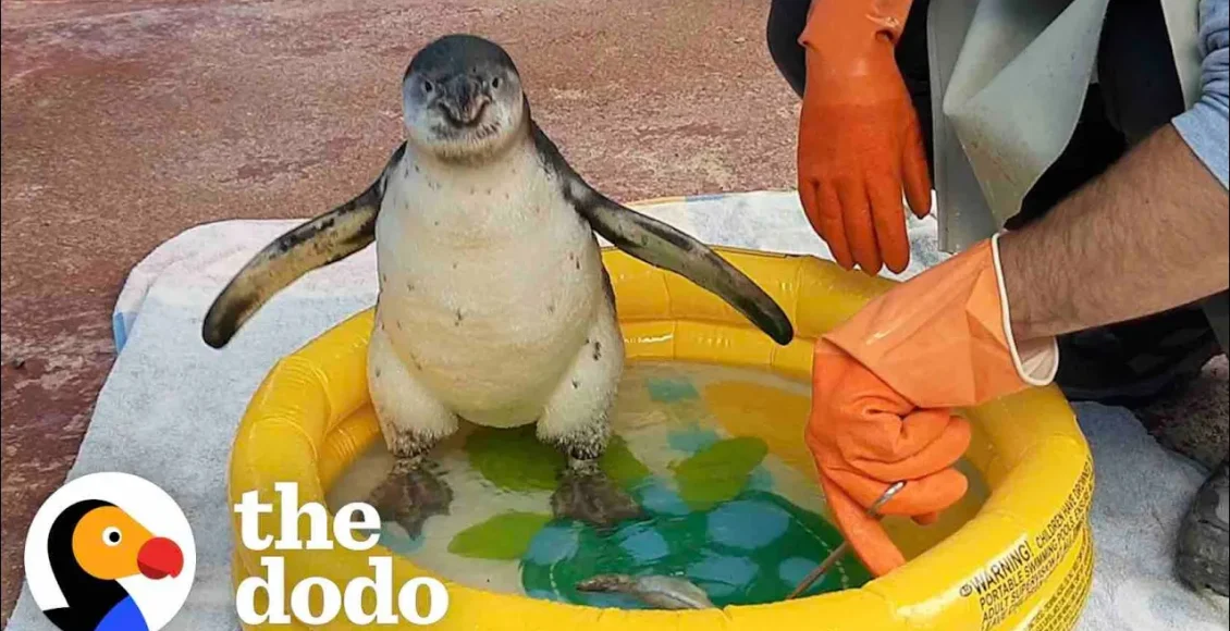 پنگوئن کوچولو ناز که از آب می ترسد و به کمک این مرد می خواهد بر ترسش غلبه کند