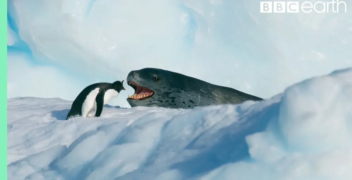 پنگوئن کوچک که ضربه مرگباری به فوک پلنگ غولپیکر می زند