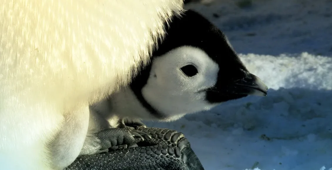 پنگوئن‌های زرنگ که برای غذا دادن به جوجه هایشان رقابت می کنند