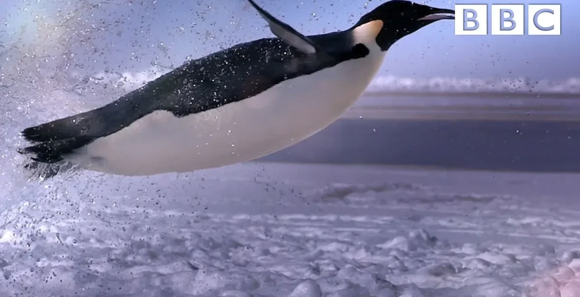 پنگوئن‌های شگفت انگیز که با هنرمندی تمام خود را به دریا پرتاب می کنند