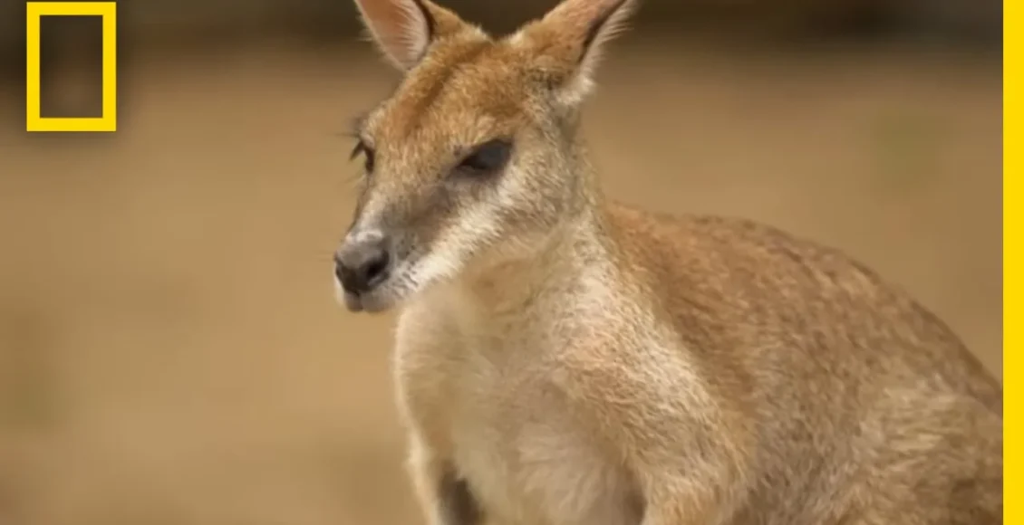 کانگروهای جهنده که استعداد زیادی در پرش دارند