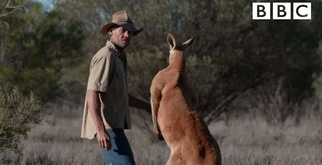 کانگروی بی‌اعصاب که زود قاتی می کند