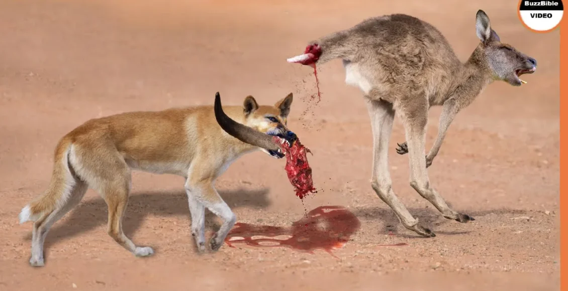 کانگروی تنها که به دست سگ‌های وحشی دینگو تیکه تیکه شد