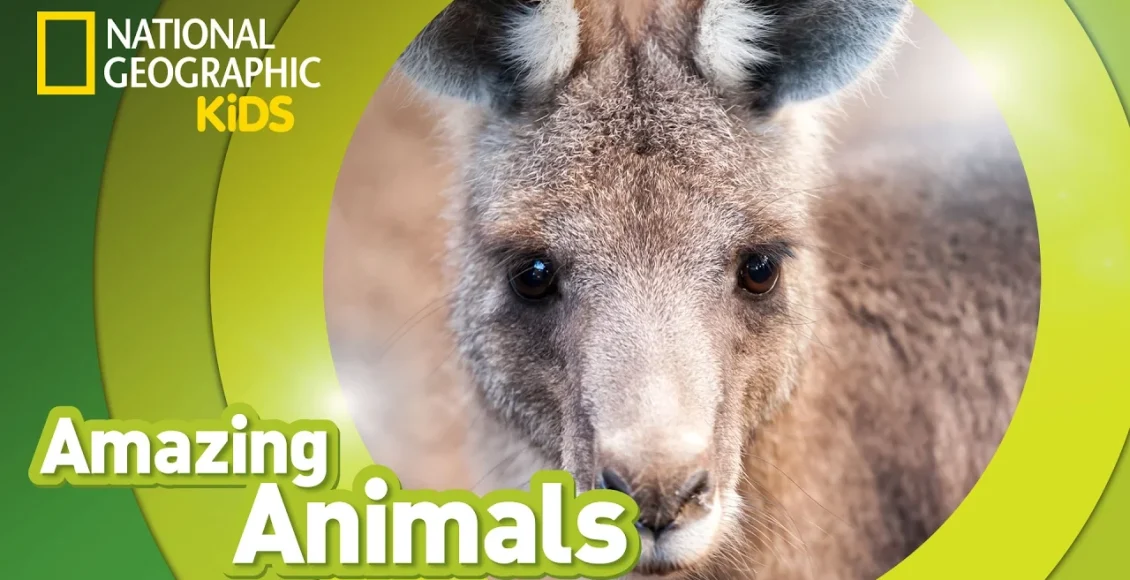 کانگروی خاکستری شرقی که یک حیوان شگفت انگیز است