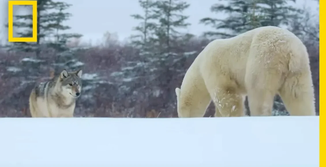 گروه گرگ‌ها که با یک خرس قطبی تنها برخورد می کنند