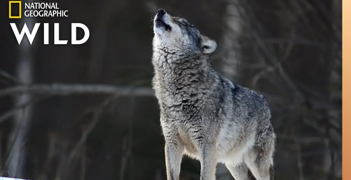 گرگ‌های سرگردان و زندگی آنها در حیات وحش